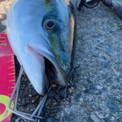 久しぶりに出会えた！