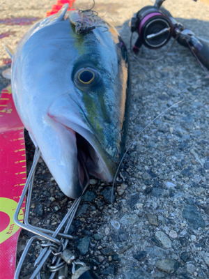 久しぶりに出会えた！