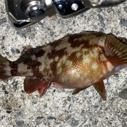 やっぱり癒やし系