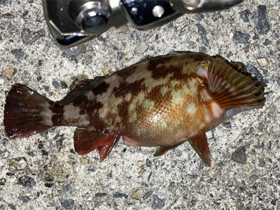 やっぱり癒やし系