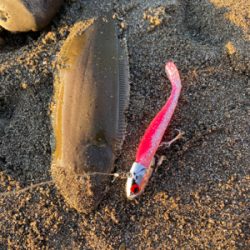 舌平目　ウシノシタ