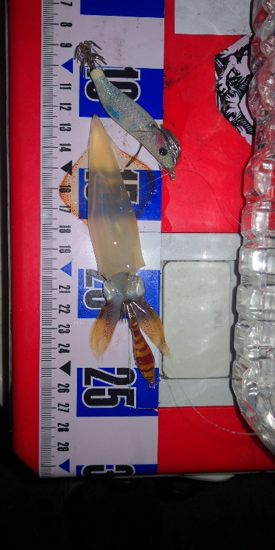 アジング練習348 鯖とライトエギング