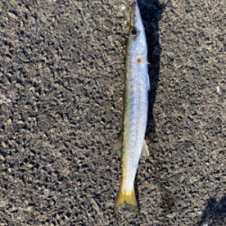 串本では２回目の