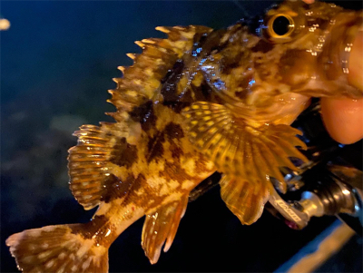 シャローフリークでメバリング