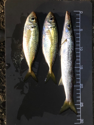 まずまずの釣果