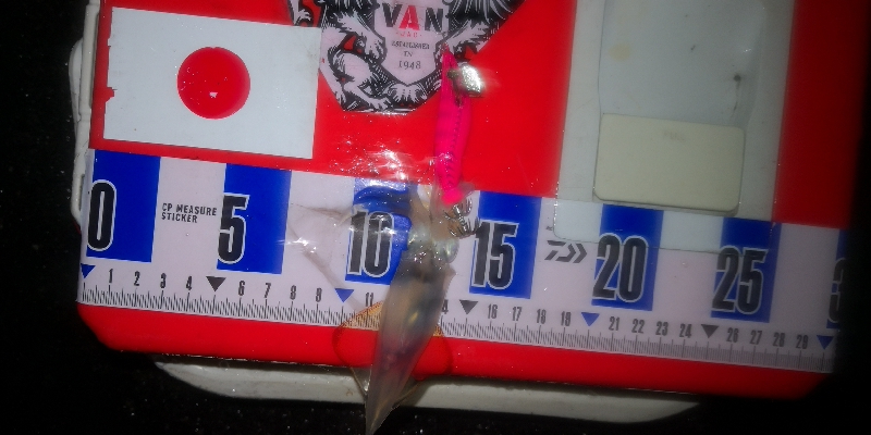 アジング練習349 ライトエギング