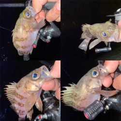 爆風メバリング