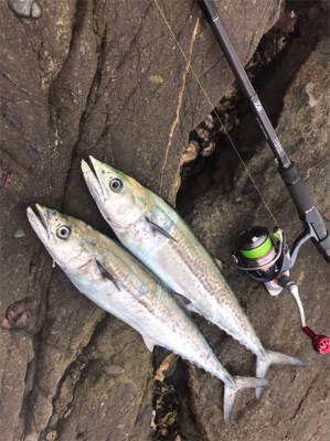 ボイルを追いかけて