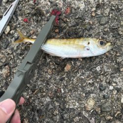 釣り納めにアジング