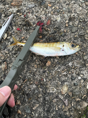 釣り納めにアジング