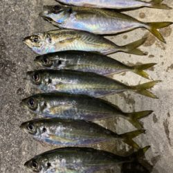 大阪湾奥アジング