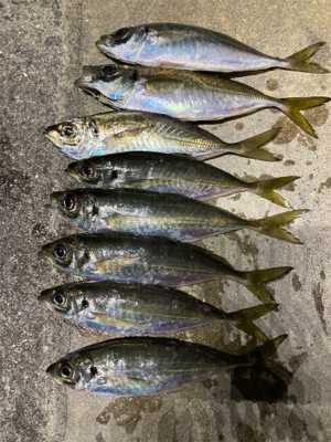 大阪湾奥アジング