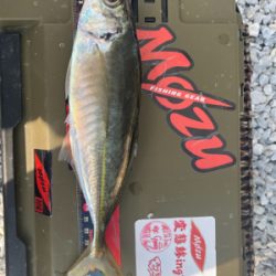 シャローフリークD