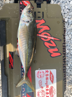 シャローフリークD