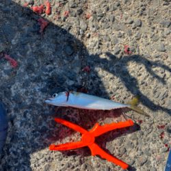 正月に向けての調査。