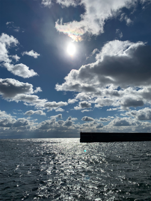 イワシイレグイ