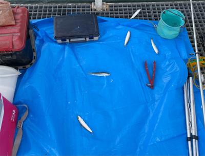 豊浜　イワシ祭り2021