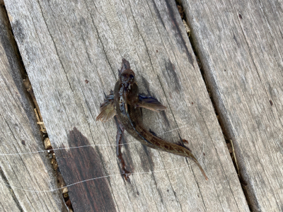 雪の中の穴釣り