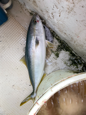 今年最後のジギング