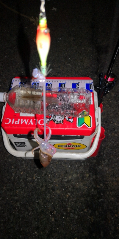 アジング練習355 ライトエギング終演かな？