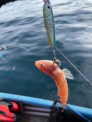 釣り納め　ジギング&タイラバ
