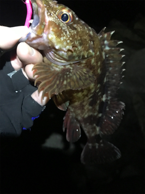 釣り納メバリング