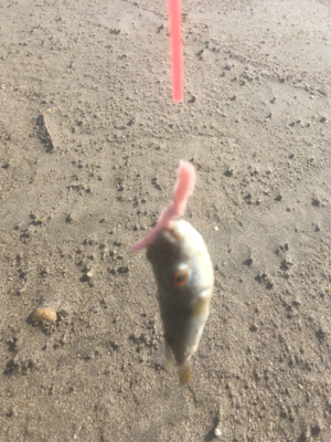 釣り納めはフグ