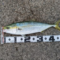 ラストショアジギング