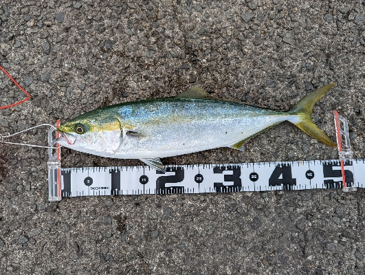 ラストショアジギング