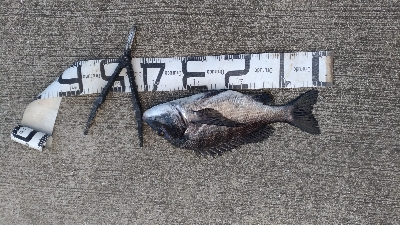 12/4釣果チヌグレガシラアジサバ