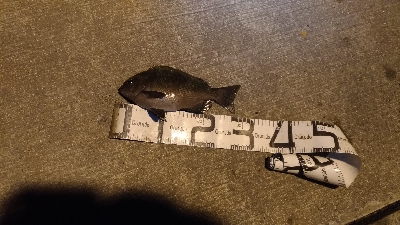 12/11釣果 30センチのグレ!