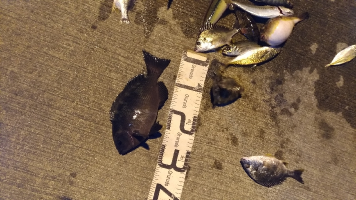 12/18釣果 極寒での紀州釣り