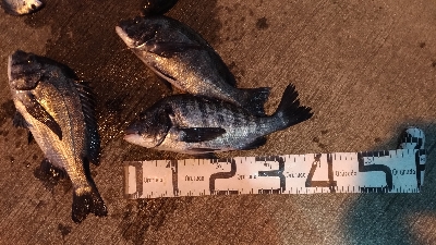 大晦日の釣行　暴風寒波紀州釣り