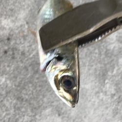 ショアジギングで太刀魚、カマス、アジGET