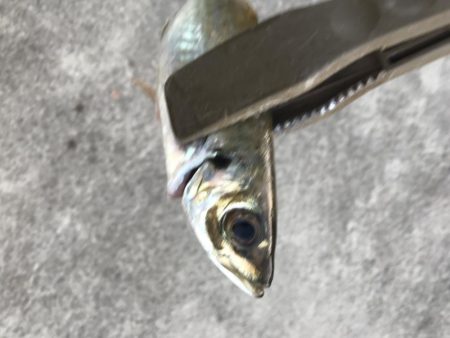 ショアジギングで太刀魚、カマス、アジGET