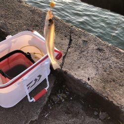 紀の川でフカセ釣り