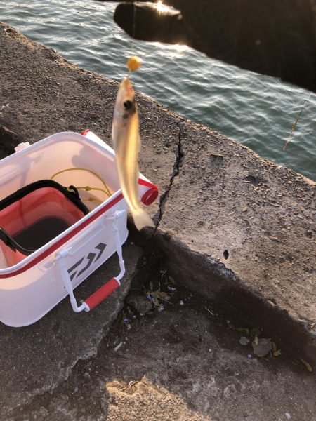 紀の川でフカセ釣り