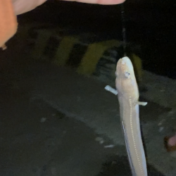 半田緑地でアナゴ釣り