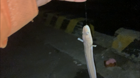 半田緑地でアナゴ釣り