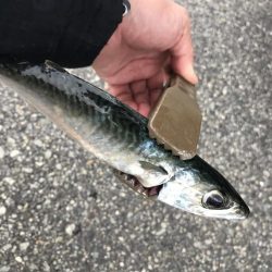 太刀魚、カマス、アジ、サバGET