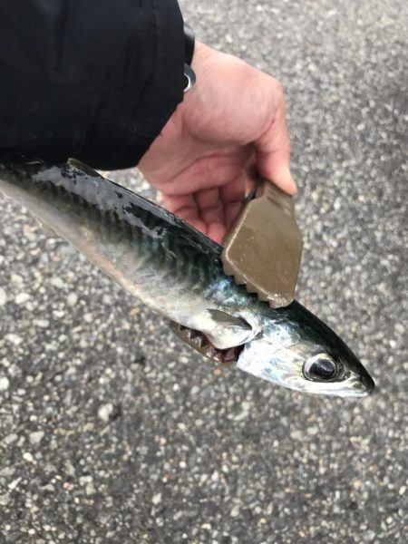 太刀魚、カマス、アジ、サバGET