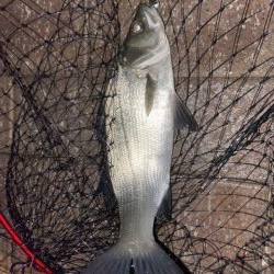 アジングのはずがシーバス狙い