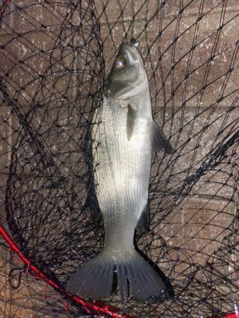 アジングのはずがシーバス狙い