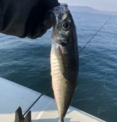 三邦丸早朝便アジサバ　ヒラ？