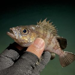 まだ豆がいっぱい