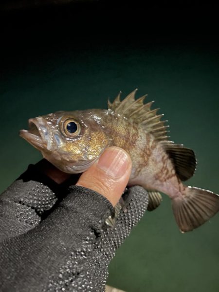 まだ豆がいっぱい