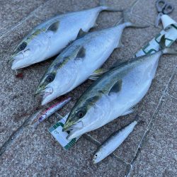 メジロ3匹/マイワシの大群