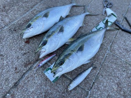 メジロ3匹/マイワシの大群