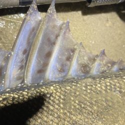 ドブテク練習中