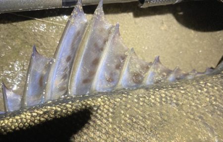 ドブテク練習中